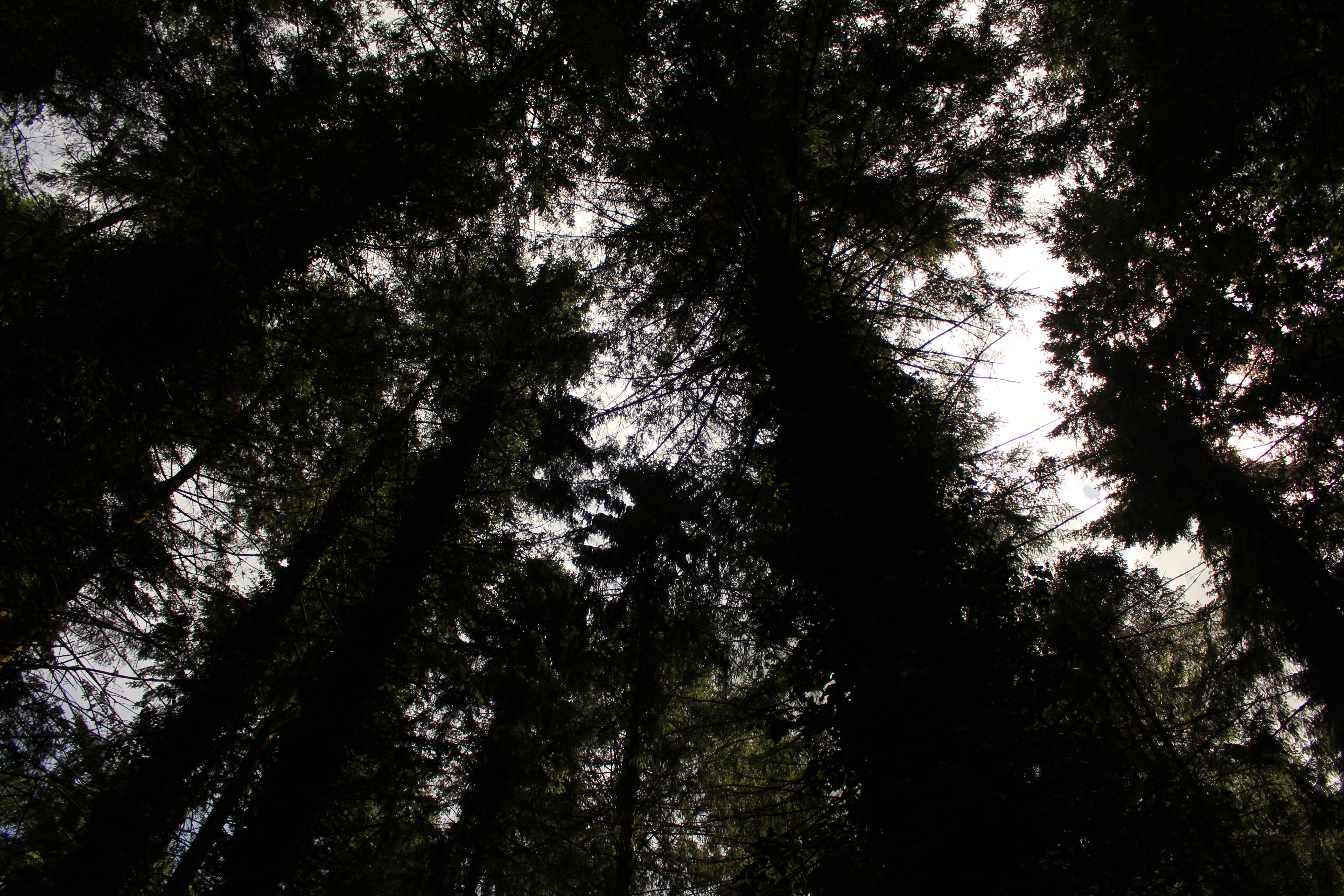 A Dark Forest